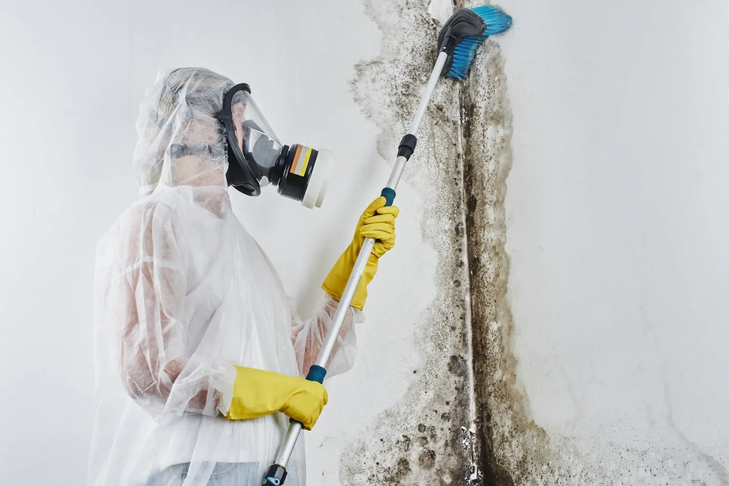 black mould removal Sydney
